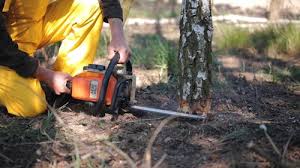 Trusted Hillcrest, CA  Tree Services Experts