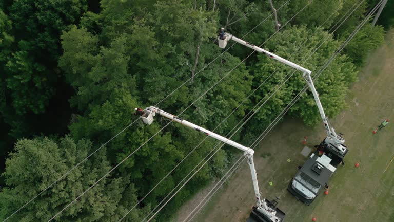 Best Tree Removal  in Hillcrest, CA