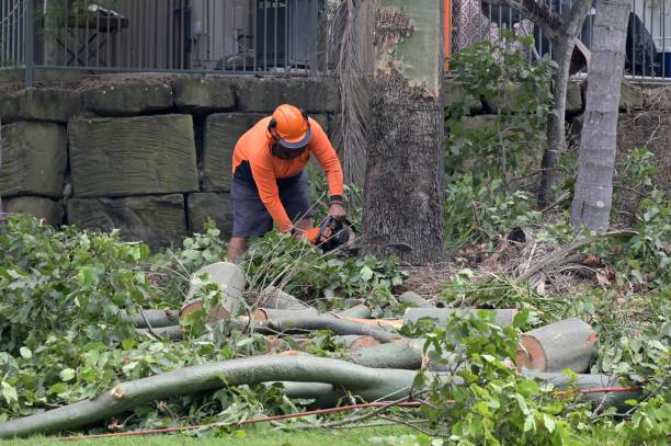 Why Choose Our Tree Removal Services in Hillcrest, CA?